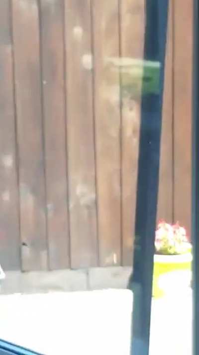 For context this is a video I posted on a group chat inhave about a bee bee being in my house