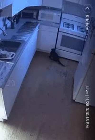 So the cats plan to jump on the counter was "foiled"?