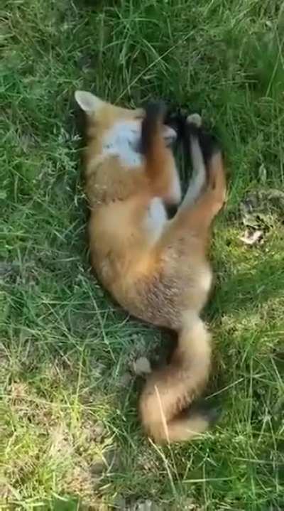 This sleeping fox in the woods