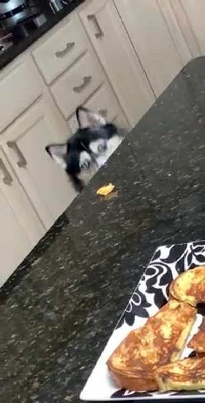 This is Lola. She likes cheese.