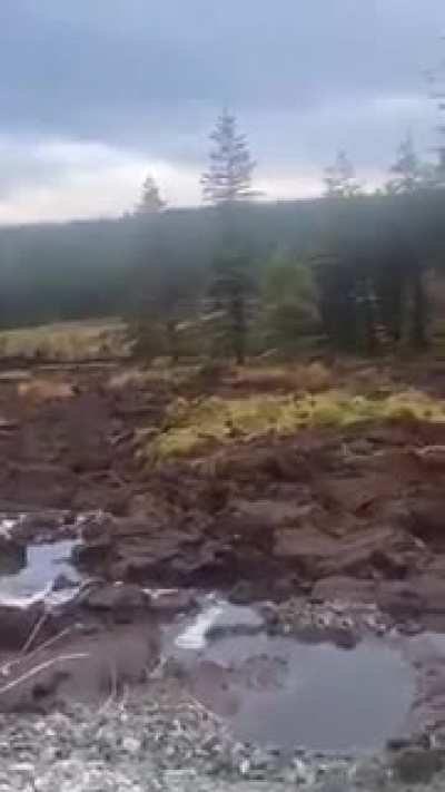 Леший переезжает