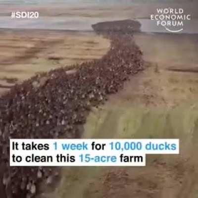 Ducks are very useful.