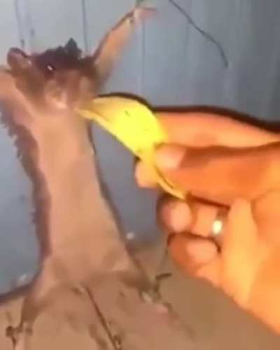Aqu&iacute; torturando a un jugador de free fire
