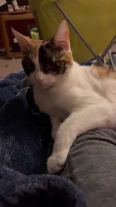My cat throws a tantrum every time i have to get up when she&rsquo;s on me, i just had to share