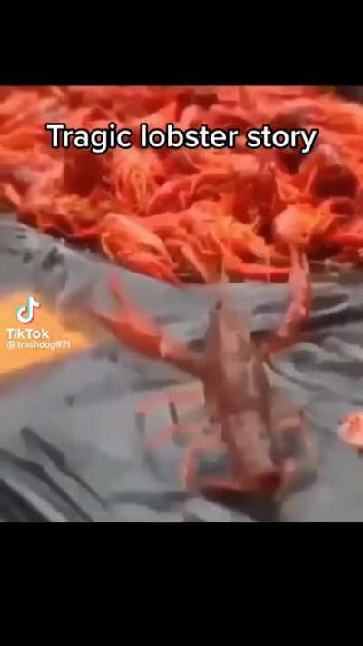 Noooooo