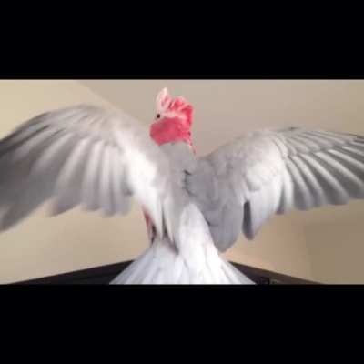 The world&rsquo;s most exited bird falls to his death