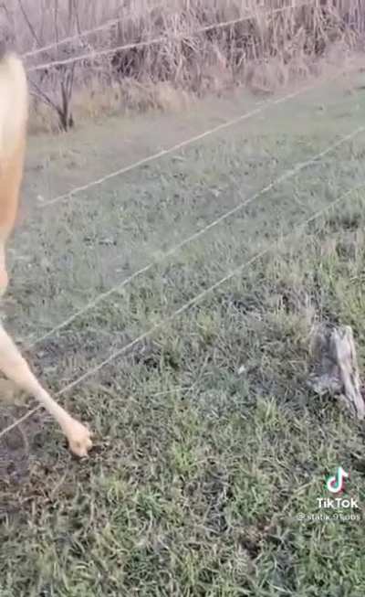 Oh deer😫