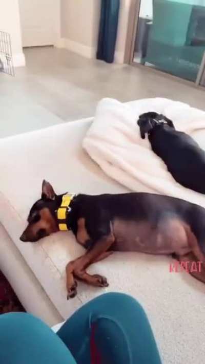 With her dogs
