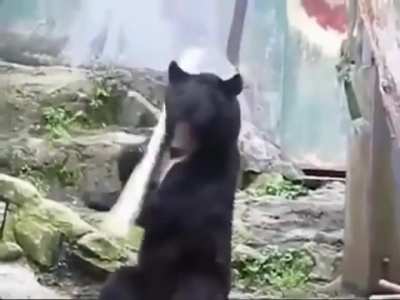 King fu master Bear fist will eff anyone up