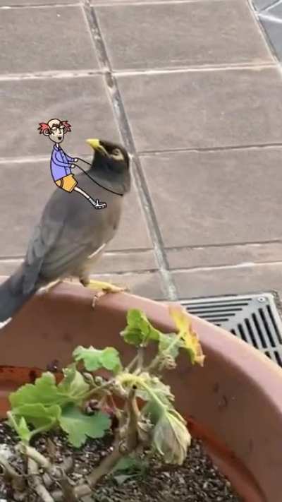 My mate Boris got a new bird