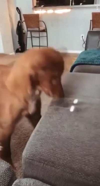 woof_irl