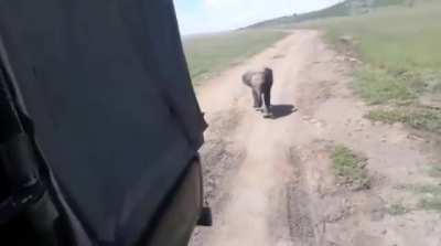Rangers succeed in getting a lost baby elephant to chase their vehicle for 3 kilometers until reunited with its mother