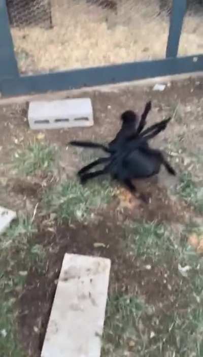 Thanks, I hate Chicken wearing Spider costume