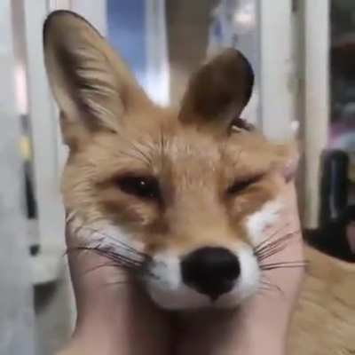 fox_irl
