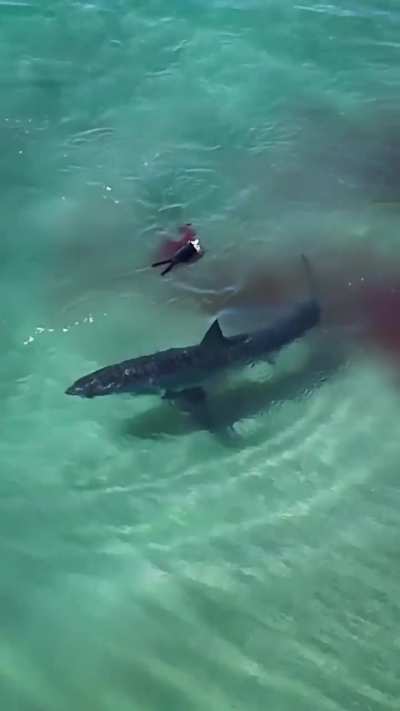 Jaws