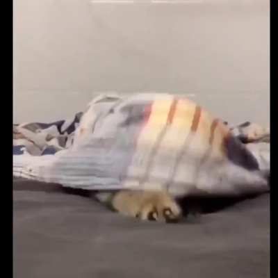 Watch out! It&rsquo;s a Cutie attack!