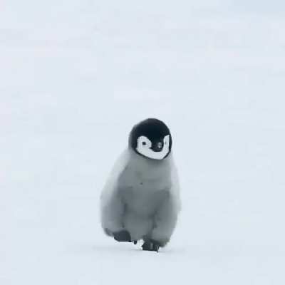 The Emperor Penguin's adaptations to its harsh environment are highly remarkable. In fact, they are the only penguins that breed during the Antarctic winter; air temperatures may reach &minus;40 &deg;C, wind speeds may reach 144 km/h and water temperature is a frig