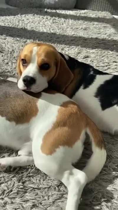 Beagle Sunbath time
