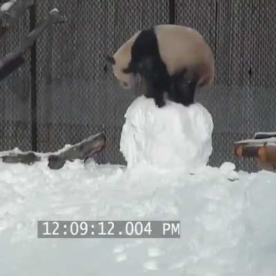 &ldquo;Probably just a drunk guy in a bear suit&rdquo;