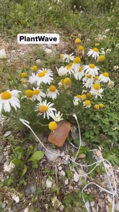 Biosonification&mdash;the process of converting real-time bioelectrical signals from living organisms (primarily plants and fungi) into audible sound and music. Chamomile music.
