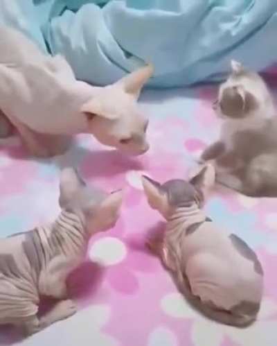 Imposter