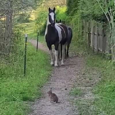 Domino, Pie, &amp;amp; Bunny (CENSORED)