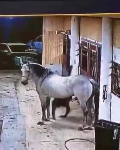 A man and his horse