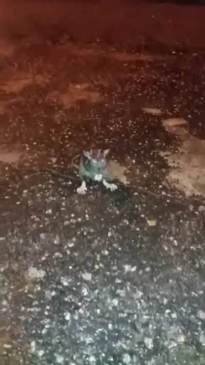 Rato pé de cana