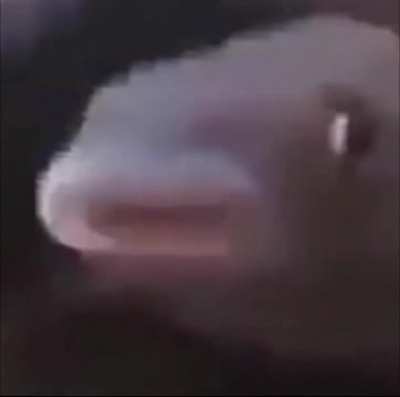 fish.funy.mp4