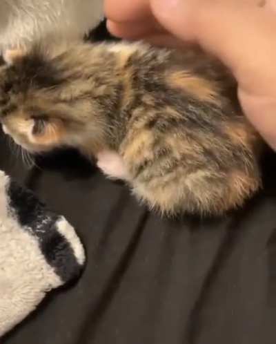 Angry Cat