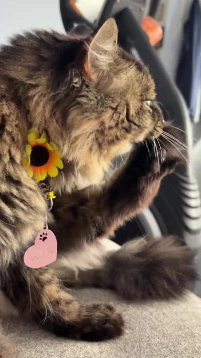 Sneezy demonstrating good hygiene &hearts;️