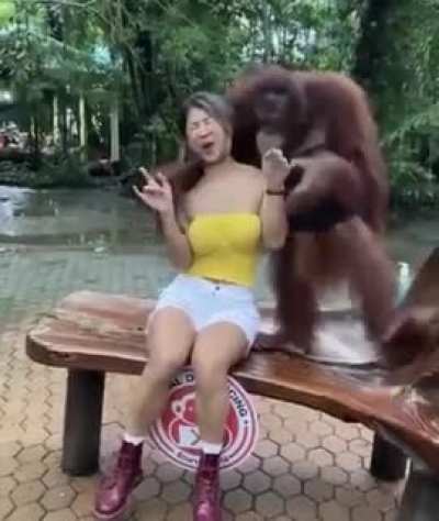 😎 monkey life.