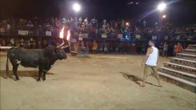 A bull with a frickin lighter