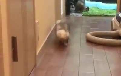 Ferret ran out of batteries