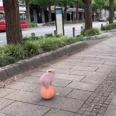 For anyone having a hard day, here&rsquo;s a video of a little pig balancing on a rolling ball to brighten your day