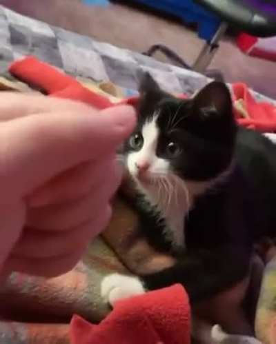Cat beats paper