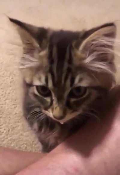 Violent meow