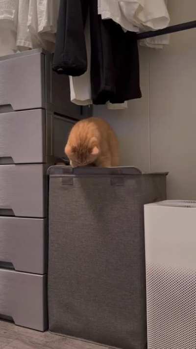 Orange cat has left your dimension