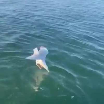 The food chain