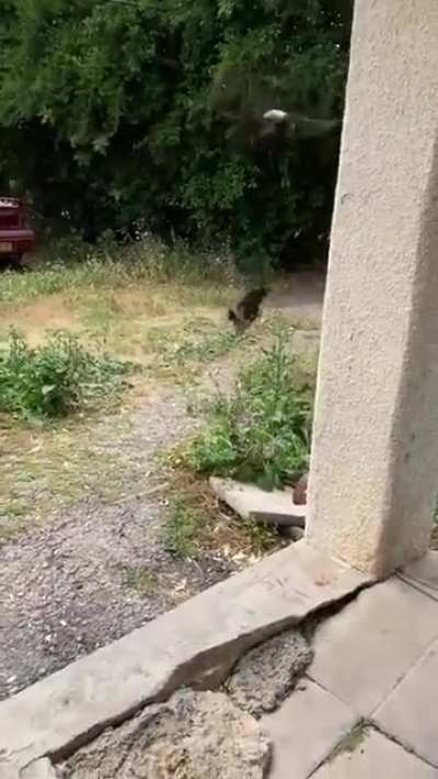 Kitty cat