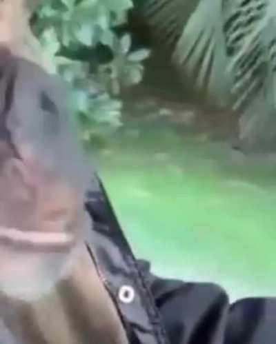 Monke