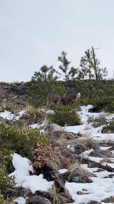 *Pardon the language in the Video* We were out hiking and stumbled upon some wildlife that was in the middle of settling an argument. My friend&rsquo;s phone went off at the wrong time lol