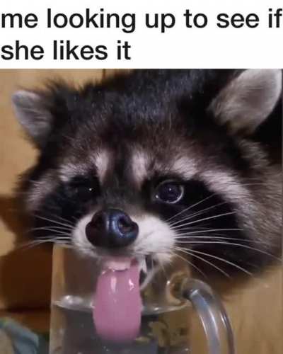 Racoon drinking