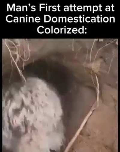Domesticated wunk