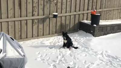 I see you guys posting dog siren videos! Greetings from Canada