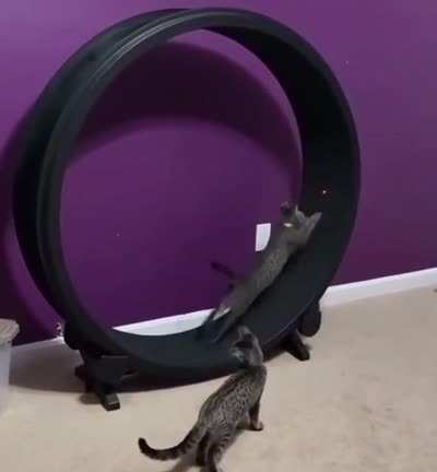 Котики