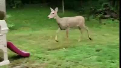 Oh deer..