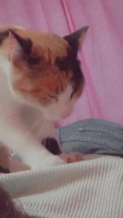 My gf send me this video of her and her cat and thought it belongs here
