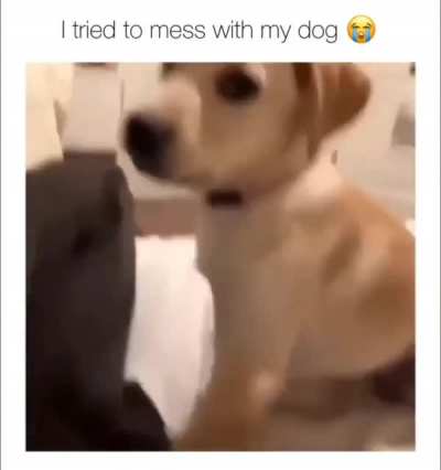 Dog wasn't playing any games