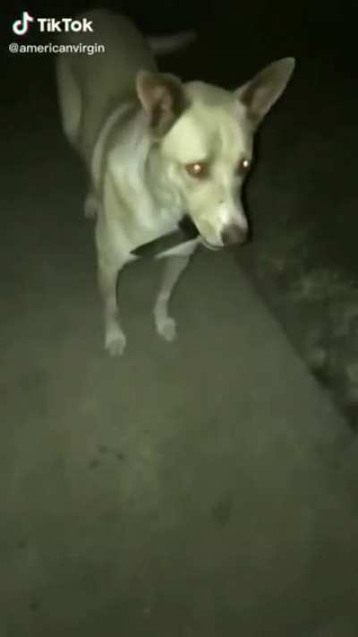 Today I'm the human and you're the dog